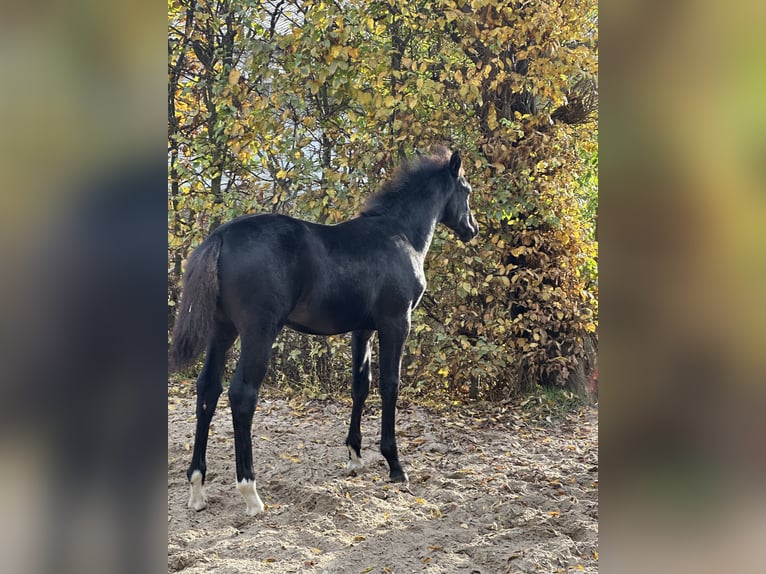 German Sport Horse Gelding 2 years 16,2 hh Black in Halberstadt