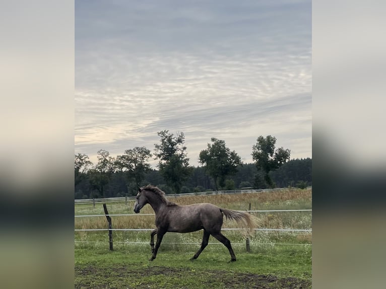 German Sport Horse Gelding 2 years 16,2 hh Grey in Nassenheide