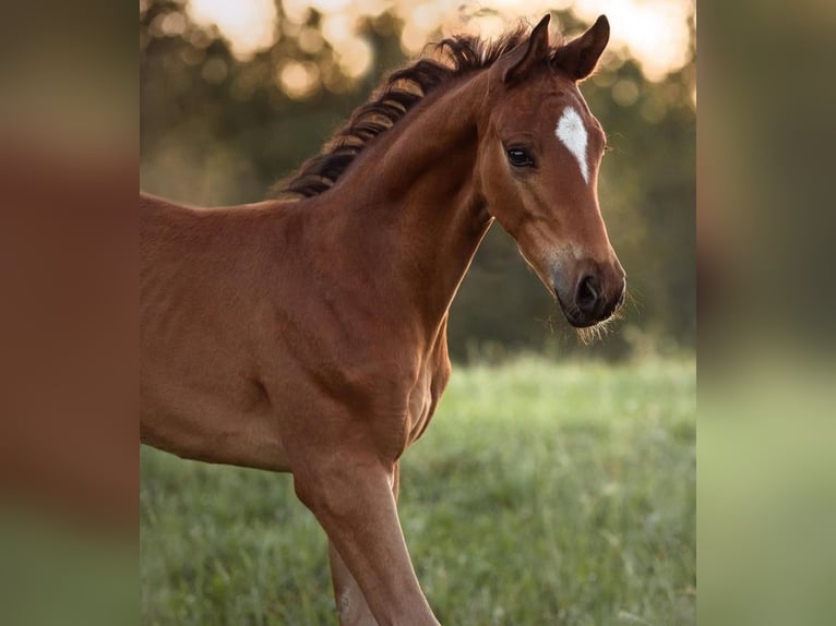 German Sport Horse Gelding 2 years 16,3 hh Brown in Weichering
