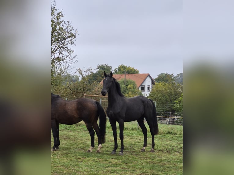 German Sport Horse Gelding 2 years 17 hh Black in Hainichen