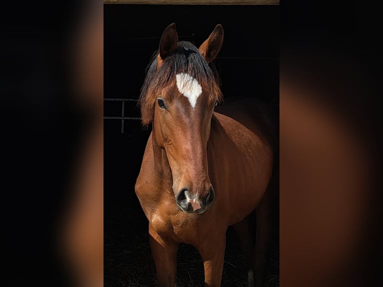 German Sport Horse Gelding 2 years 17 hh Brown in Schönau-Berzdorf