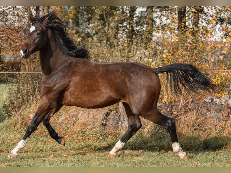 German Sport Horse Gelding 2 years 17 hh Brown in Schönau-Berzdorf