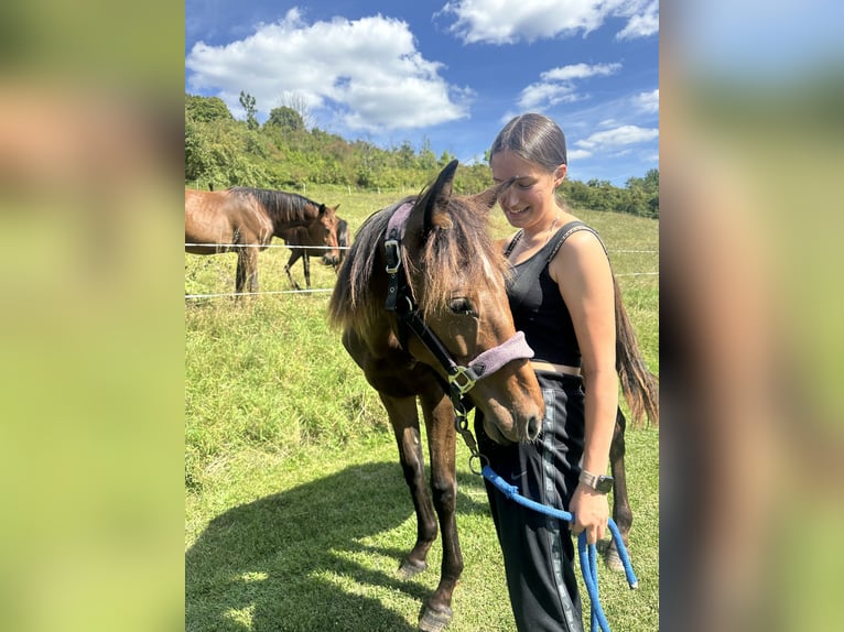 German Sport Horse Gelding 2 years Bay-Dark in Amt Creuzburg