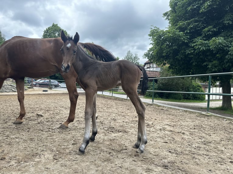 German Sport Horse Gelding 2 years Bay-Dark in Amt Creuzburg
