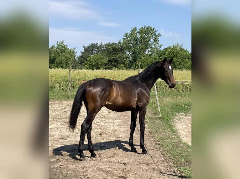 German Sport Horse Gelding 2 years Bay-Dark in Werder German Sport Horse Gelding 2 years Bay-Dark in Werder
