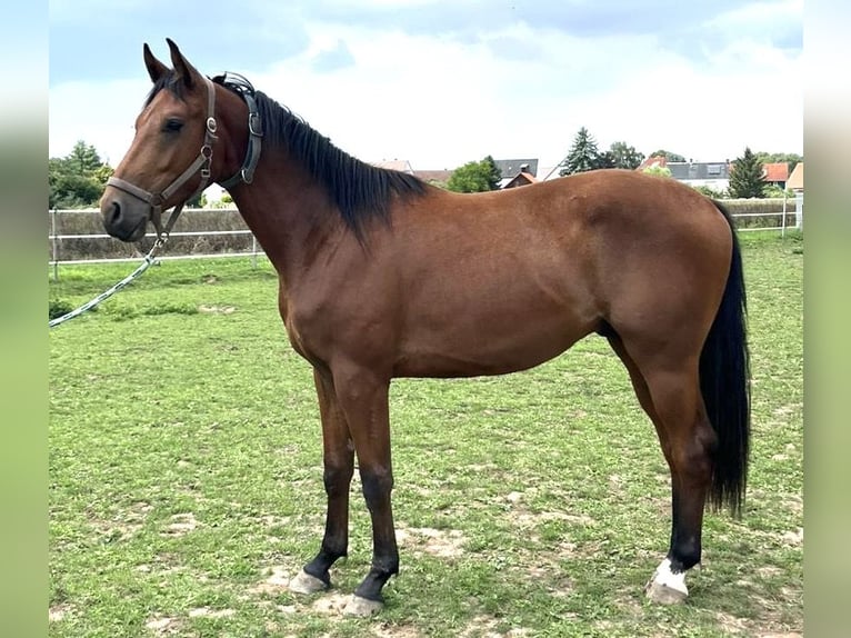 German Sport Horse Gelding 2 years Bay-Dark in Altenburg