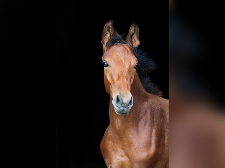 German Sport Horse Gelding 2 years Bay-Dark in Altenburg