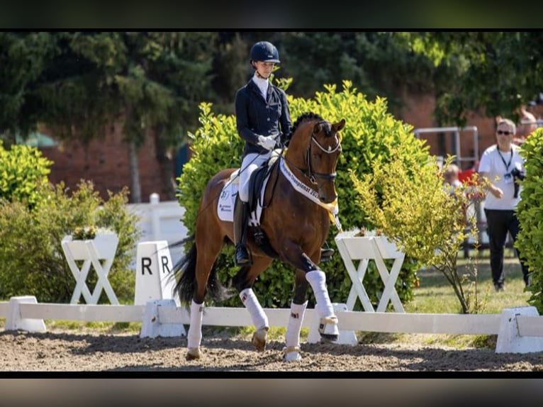 German Sport Horse Gelding 2 years Bay-Dark in Altenburg