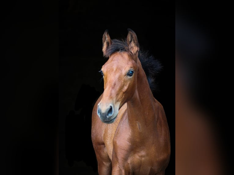 German Sport Horse Gelding 2 years Bay-Dark in Altenburg