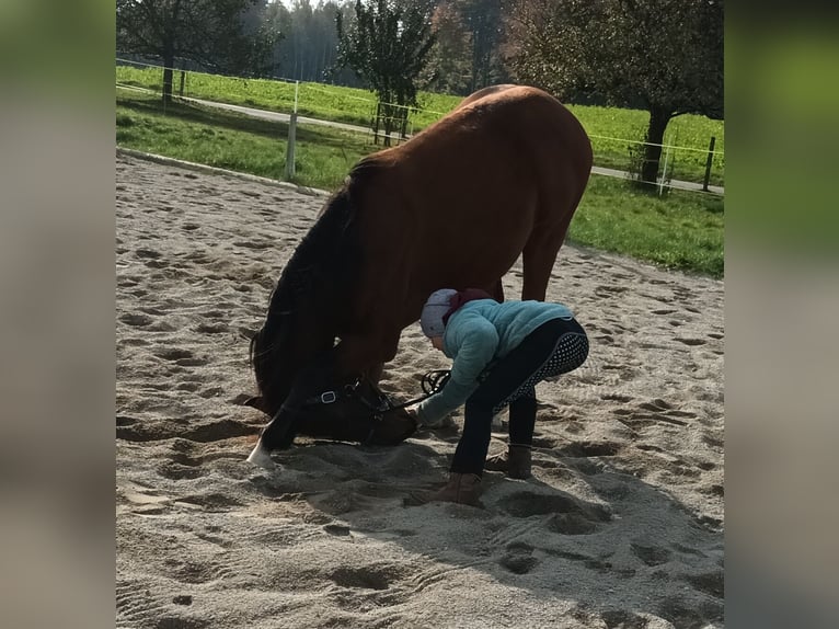 German Sport Horse Gelding 2 years Brown in Eberhardzell