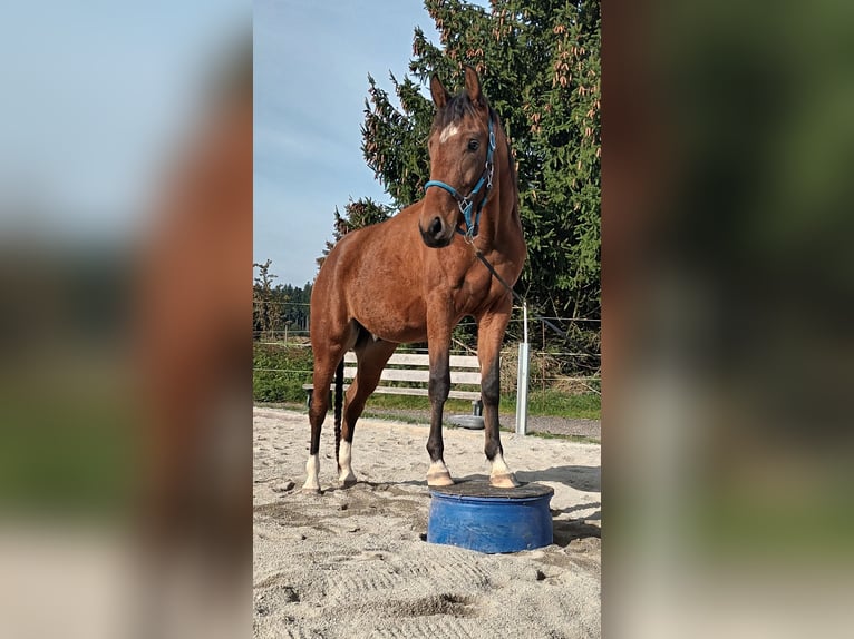 German Sport Horse Gelding 2 years Brown in Eberhardzell