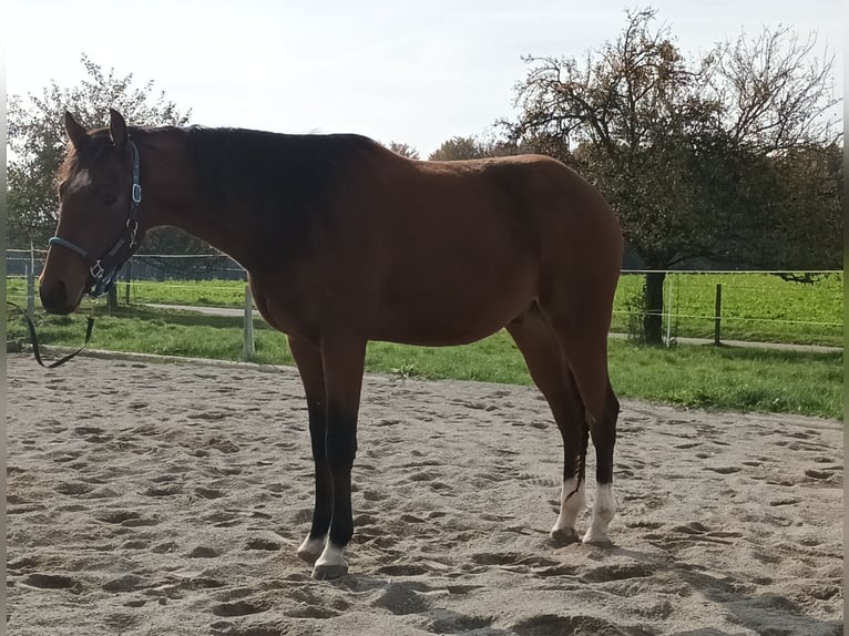 German Sport Horse Gelding 2 years Brown in Eberhardzell