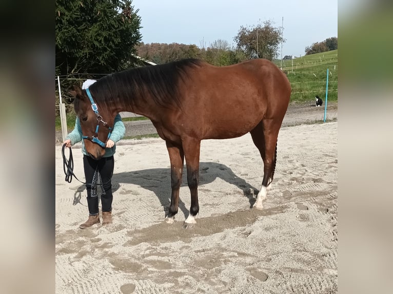 German Sport Horse Gelding 2 years Brown in Eberhardzell