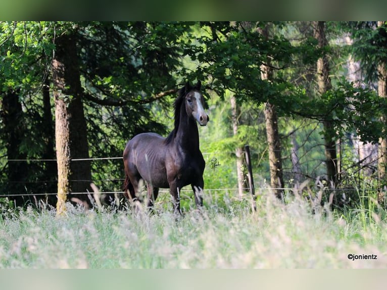 German Sport Horse Gelding 2 years Gray in Radevormwald