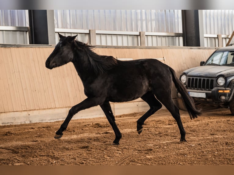 German Sport Horse Gelding 3 years 15.1 hh Black in Bayreuth