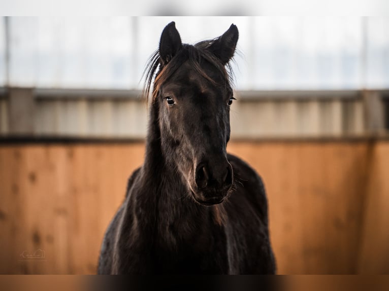 German Sport Horse Gelding 3 years 15.1 hh Black in Bayreuth