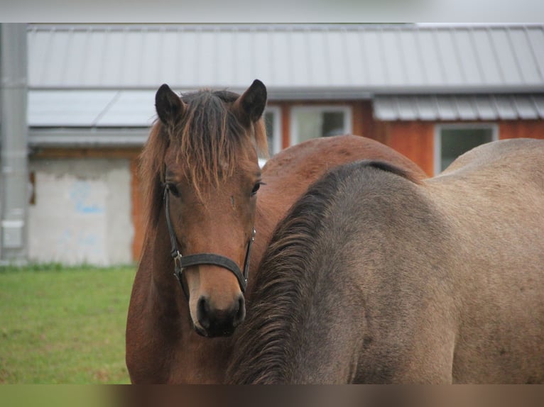 German Sport Horse Mix Gelding 3 years 15,1 hh Brown in Mudau