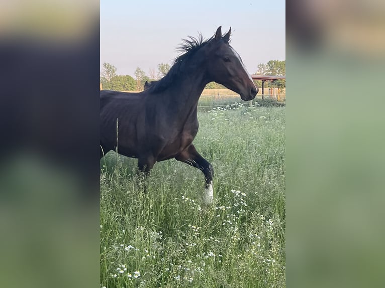 German Sport Horse Gelding 3 years 15,2 hh Brown in Bernau