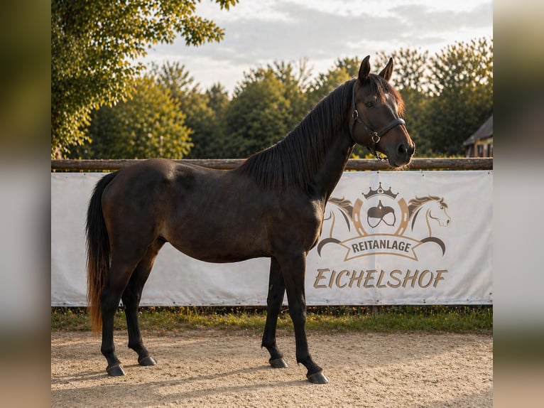 German Sport Horse Gelding 3 years 15.2 hh Can be white in Bad König