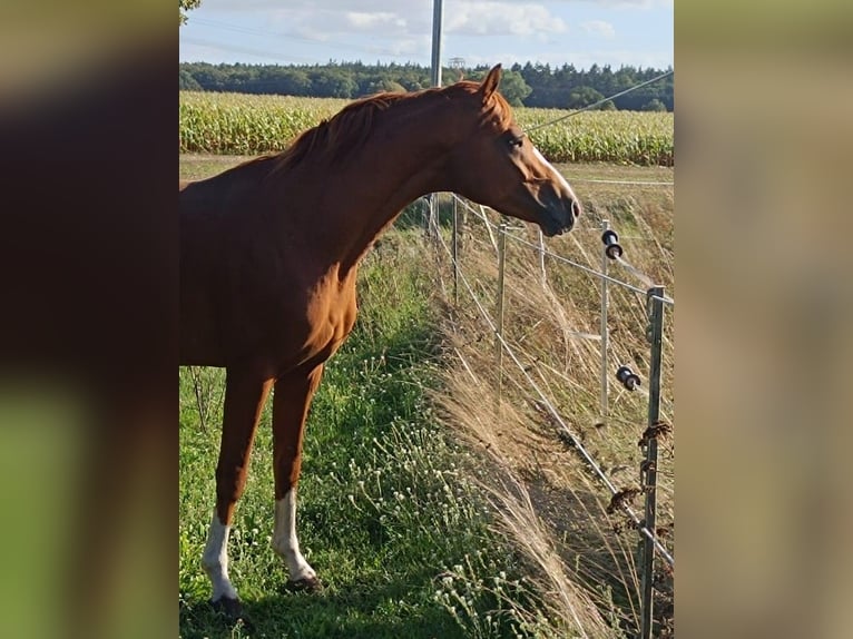 German Sport Horse Gelding 3 years 15.2 hh Chestnut-Red in Neubrandenburg