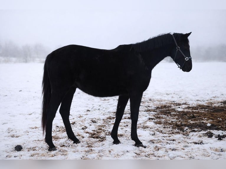 German Sport Horse Gelding 3 years 15.3 hh Black in Doberschütz