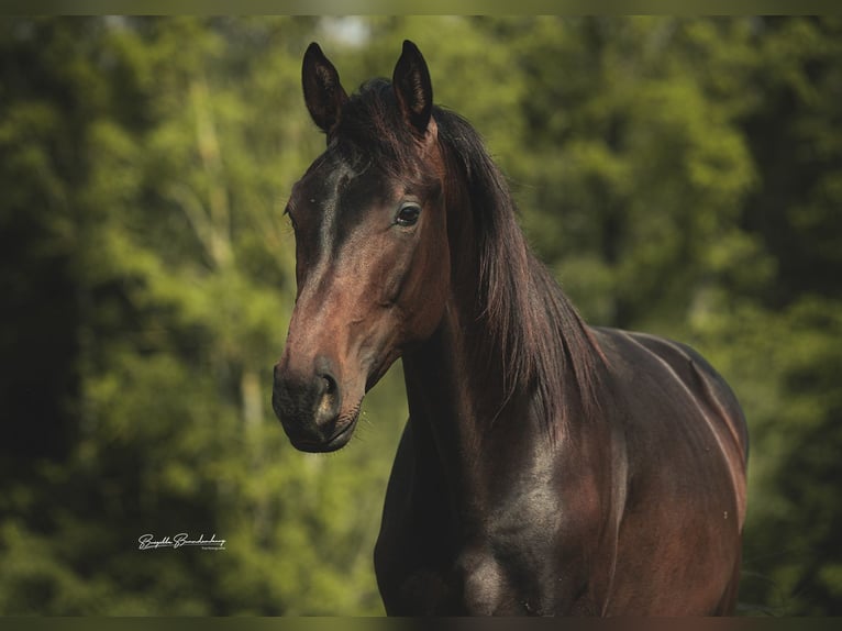 German Sport Horse Gelding 3 years 15,3 hh Brown in Burgen