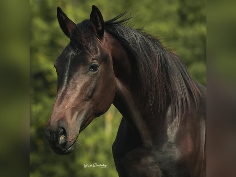 German Sport Horse Gelding 3 years 15,3 hh Brown in Burgen