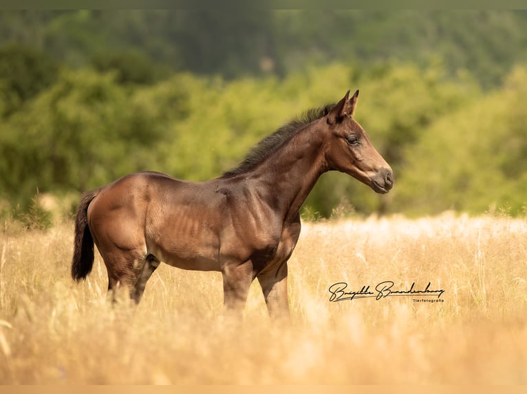 German Sport Horse Gelding 3 years 15,3 hh Brown in Burgen