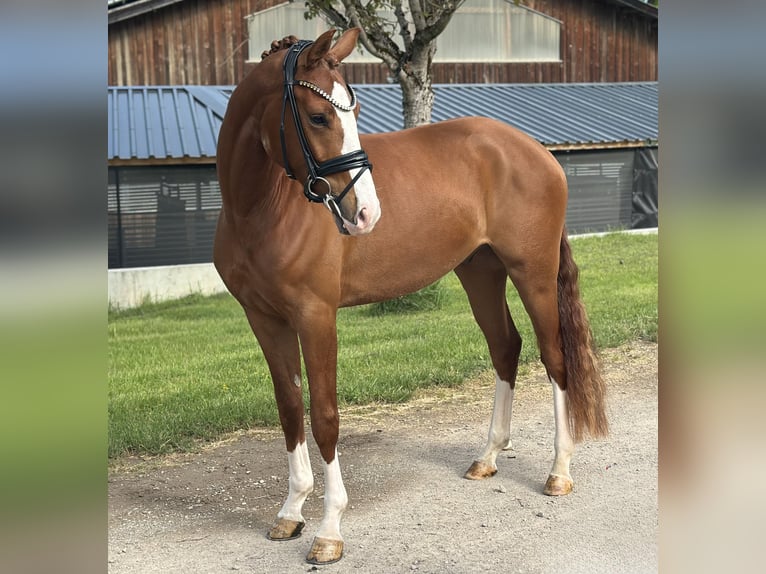 German Sport Horse Gelding 3 years 15.3 hh Chestnut-Red in Jengen