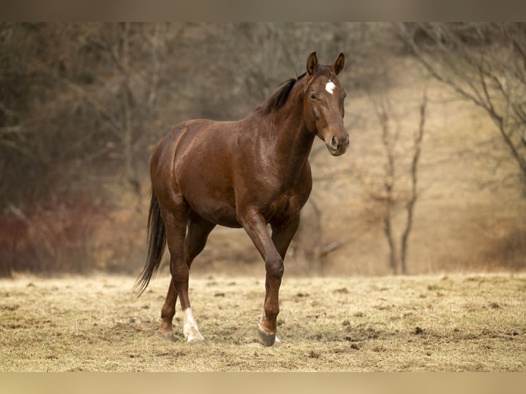 German Sport Horse Gelding 3 years 15 hh Chestnut in Geroldsgr&#xFC;n