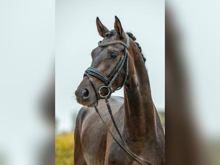 German Sport Horse Gelding 3 years 15,1 hh Bay-Dark in Gomadingen