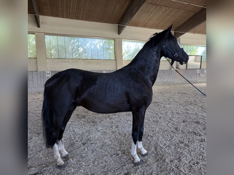 German Sport Horse Gelding 3 years 15,1 hh Black in Wallersdorf