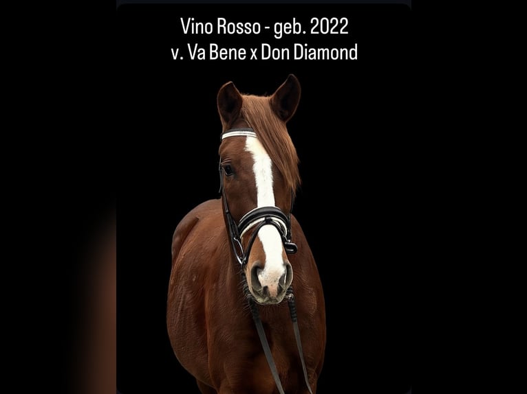 German Sport Horse Gelding 3 years 15,1 hh Chestnut-Red in Schenna