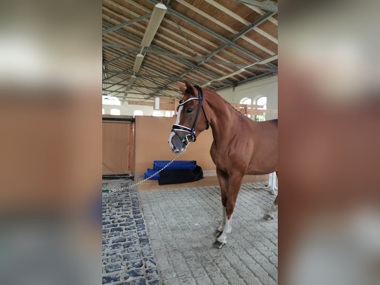 German Sport Horse Gelding 3 years 15,1 hh Chestnut-Red in Arzberg