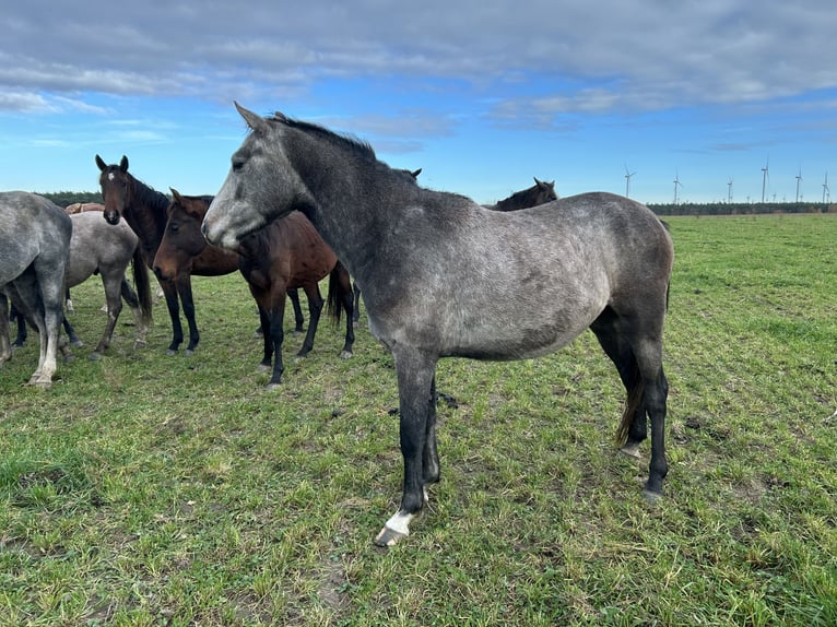 German Sport Horse Gelding 3 years 15,1 hh Grey in Ladeburg