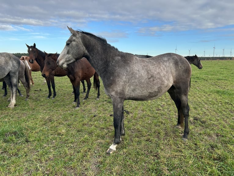 German Sport Horse Gelding 3 years 15,1 hh Grey in Ladeburg