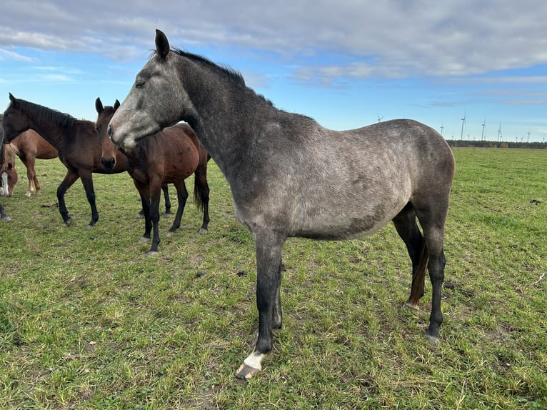 German Sport Horse Gelding 3 years 15,1 hh Grey in Ladeburg