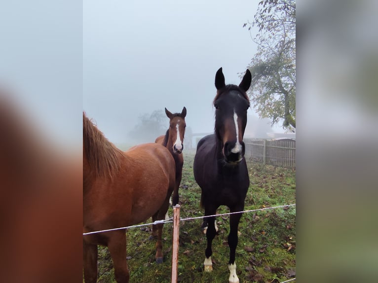 German Sport Horse Gelding 3 years 15,2 hh Bay-Dark in Blankenheim German Sport Horse Gelding 3 years 15,2 hh Bay-Dark in Blankenheim