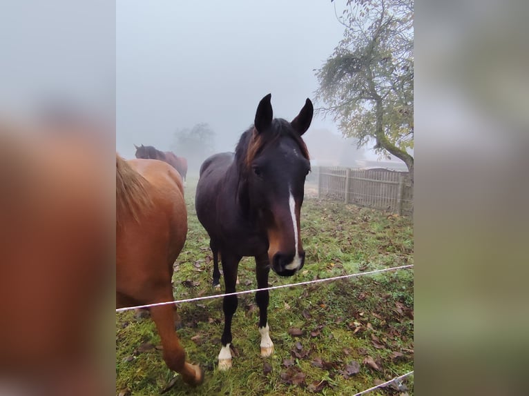 German Sport Horse Gelding 3 years 15,2 hh Bay-Dark in Blankenheim German Sport Horse Gelding 3 years 15,2 hh Bay-Dark in Blankenheim