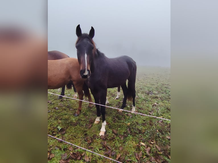German Sport Horse Gelding 3 years 15,2 hh Bay-Dark in Blankenheim German Sport Horse Gelding 3 years 15,2 hh Bay-Dark in Blankenheim
