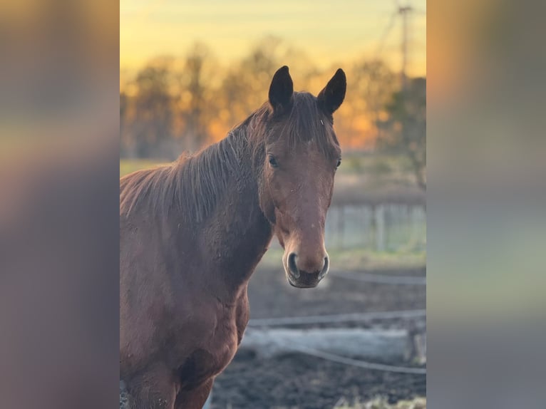 German Sport Horse Gelding 3 years 15,2 hh Chestnut-Red in Heideland bei Eisenberg
