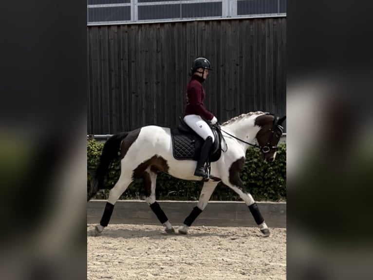 German Sport Horse Gelding 3 years 15,2 hh Pinto in Dallgow-D&#xF6;beritz