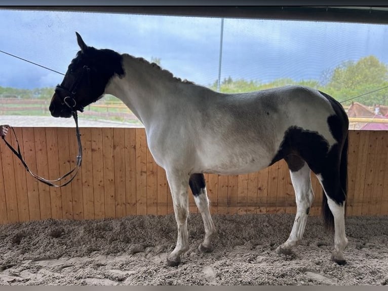German Sport Horse Gelding 3 years 15,2 hh Pinto in Dallgow-D&#xF6;beritz