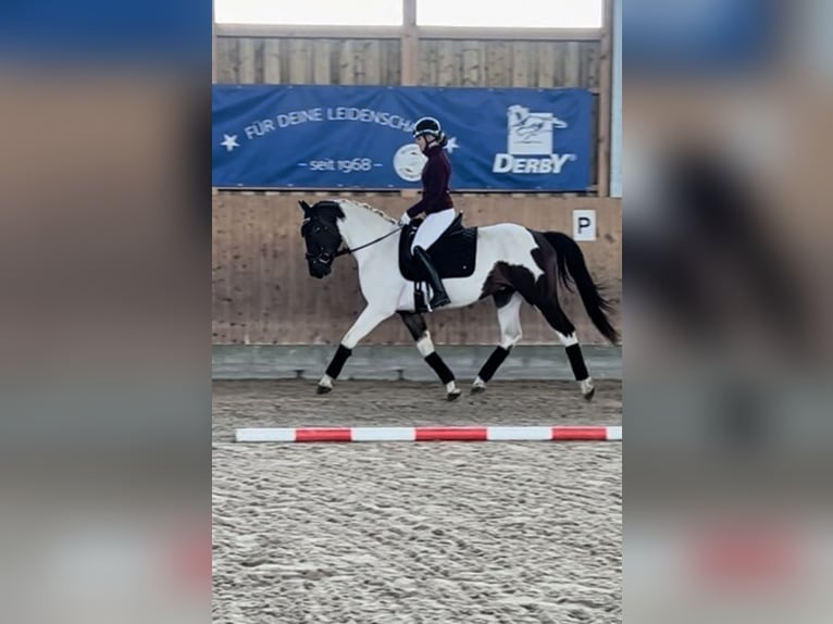 German Sport Horse Gelding 3 years 15,2 hh Pinto in Dallgow-D&#xF6;beritz