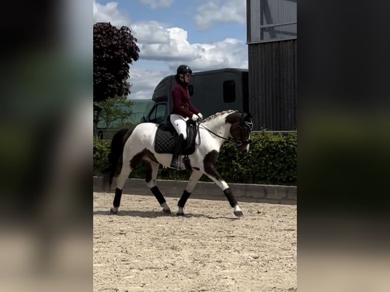 German Sport Horse Gelding 3 years 15,2 hh Pinto in Dallgow-D&#xF6;beritz