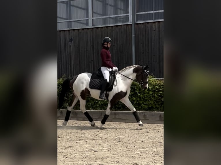 German Sport Horse Gelding 3 years 15,2 hh Pinto in Dallgow-D&#xF6;beritz