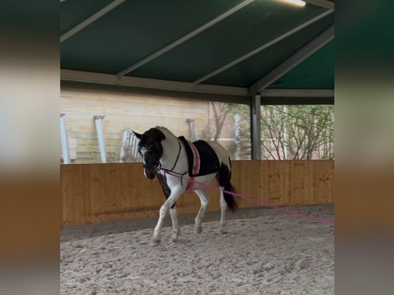 German Sport Horse Gelding 3 years 15,2 hh Pinto in Dallgow-D&#xF6;beritz