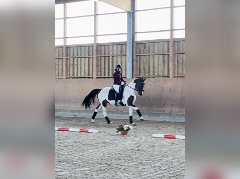 German Sport Horse Gelding 3 years 15,2 hh Pinto in Dallgow-D&#xF6;beritz