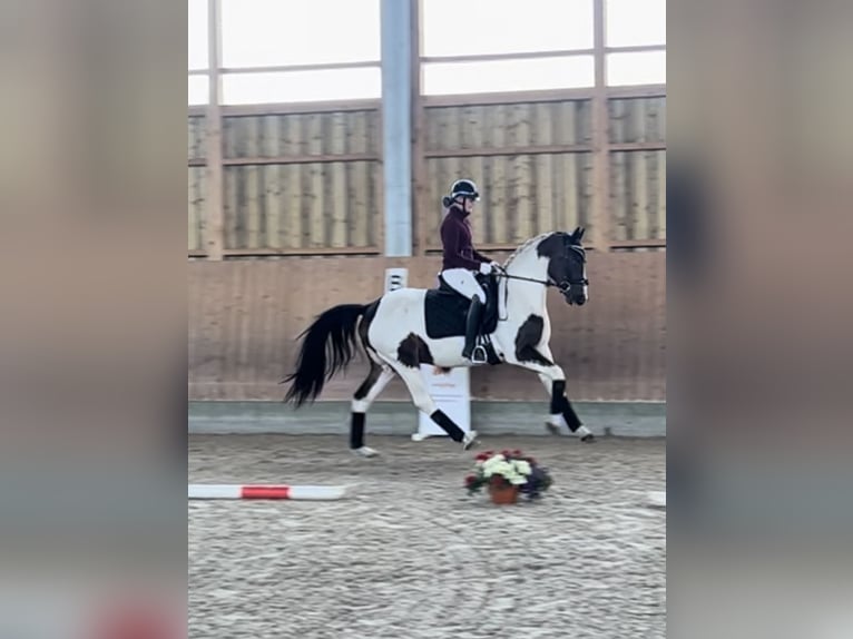 German Sport Horse Gelding 3 years 15,2 hh Pinto in Dallgow-D&#xF6;beritz