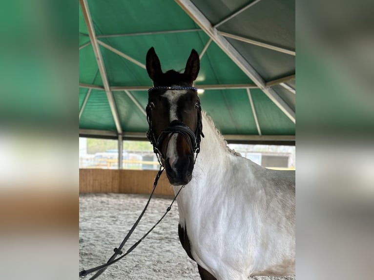 German Sport Horse Gelding 3 years 15,2 hh Pinto in Dallgow-D&#xF6;beritz